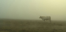 Bovines, d'Emmanuel Gras