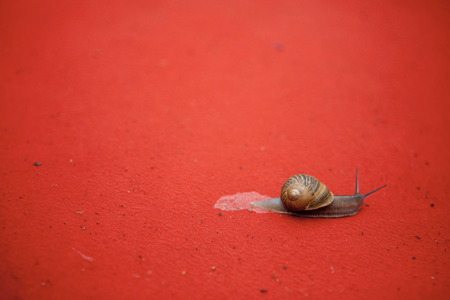 Un escargot sur le tapis rouge (c) Sébastien Dolidon