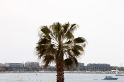 Un palmier sur la Croisette