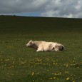 Si vous ne l'avez pas encore vu, ça tombe bien : <em>Bovines</em> sort en DVD ce 5 février 2013. L'occasion de découvrir la vraie vie des vaches, beaucoup moins monotone qu'il n'y paraît...