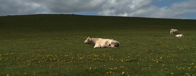<em>Bovines</em> est un film magnifique. Les vaches mènent la danse. Majestueuses, sensibles, volontaires, maternelles, mécontentes, blessées, prisonnières, résignées. La vie d'une vache est riche...