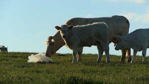 Une vache reniflant un sac plastique dans Bovines