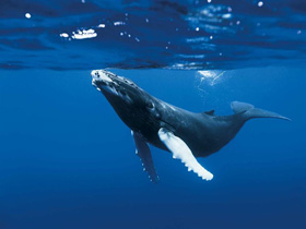 Une baleine dans le film Océans de Jacques Perrin