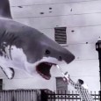 A l’heure où les requins croquent du touriste, Grand Écart fait le point sur ces films où des squales de plus en plus gigantesques font plus rire que peur. Plongez dans les eaux troubles du nanar estival !