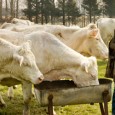 Il y a quelque chose en elle de Francesca de <em>Sur la Route de Madison</em>, de Clint Eastwood : même décor rural, même hasard déposé sur le pas de sa porte, mêmes balancements entre le désir et le devoir...